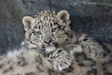snow leopard cub