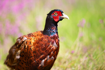 Portrait of a male common pheasant standing in the meadow