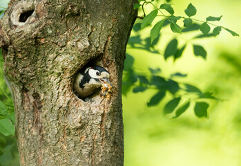 Close-up of a male great spotted woodpecker cleaning nest