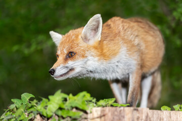 Portrait of a red fox standing on a tree in a forest