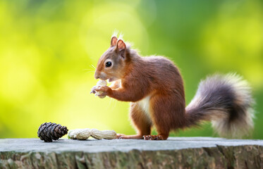 Portrait of a cute red squirrel eating peanuts on a tree stump