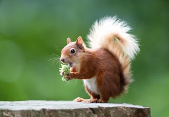 Portrait of a cute red squirrel eating green hazelnuts on a tree stump © giedriius