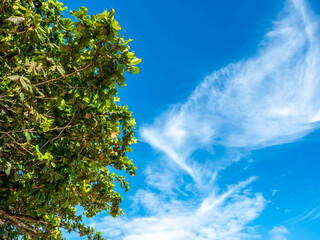 Upward view to cloudy blue sky with green leaves tree in outdoor under sunlight, for background