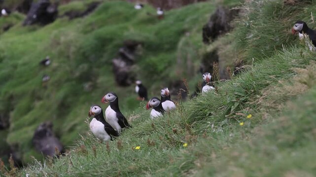 Playful Puffins on Vestmannaeyjar Island Iceland
