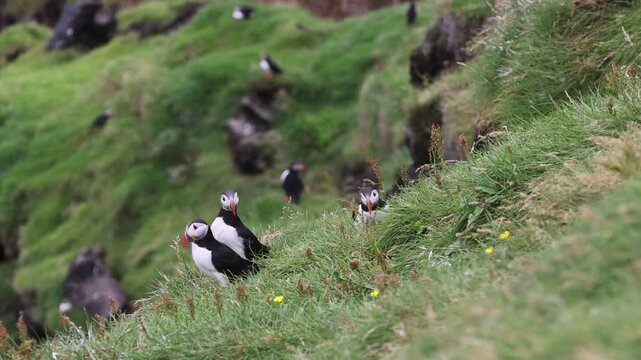 Playful Puffins on Vestmannaeyjar Island Iceland
