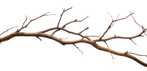 Obraz premium PNG Plant tree driftwood branch.