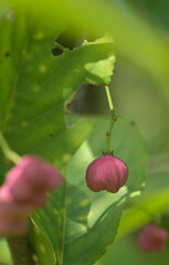 Beautiful close-up of the fruit of euonymus hamiltonianus