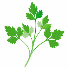 Coriander Plant Illustration on White Background