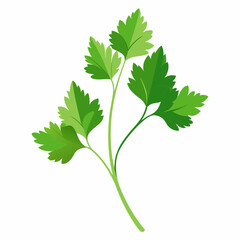 Coriander Plant Illustration on White Background