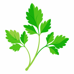 Naklejka premium Coriander Plant Illustration on White Background