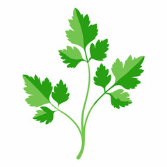 Coriander Plant Illustration on White Background