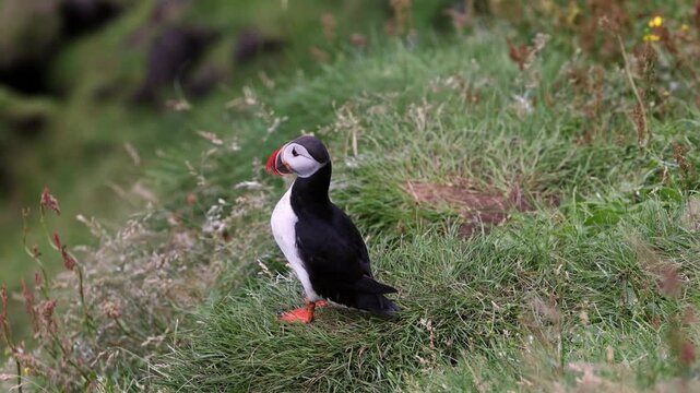 Playful Puffins on Vestmannaeyjar Island Iceland
