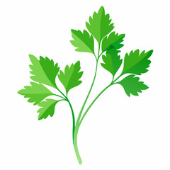 Coriander Plant Illustration on White Background