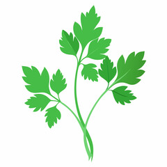 Coriander Plant Illustration on White Background