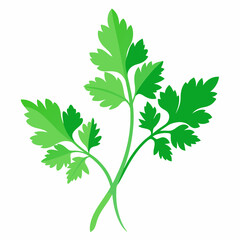 Coriander Plant Illustration on White Background