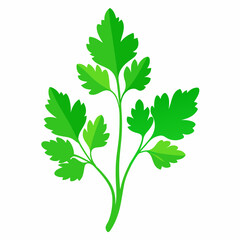 Coriander Plant Illustration on White Background