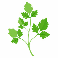 Coriander Plant Illustration on White Background