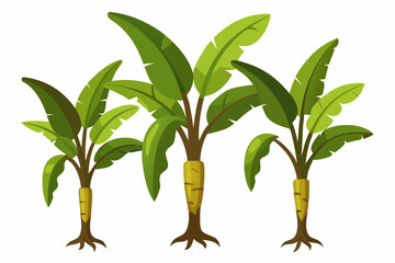 Detailed Vector Illustration of Three Large Banana Plants on White Background