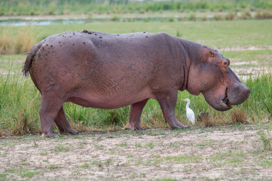 ippopotamo fuor d'acqua