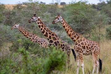 giraffe in mostra al safari