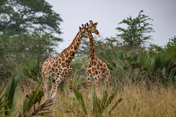 giraffe al safari in uganda