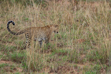 leopardo nella savana