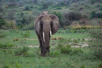 elefante uganda © CLAUDIO