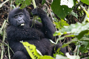 Mountain gorilla Uganda