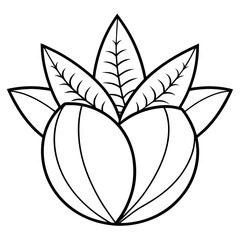 Euphorbia Obesa Baseball Plant Vector line Art