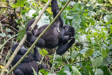 Mountain gorilla Uganda