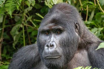 Mountain Gorilla Silverback Uganda
