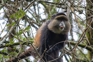 Golden monkey uganda
