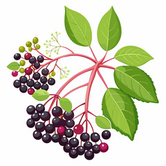 Sprig of Elderberries with Green Leaves and Buds