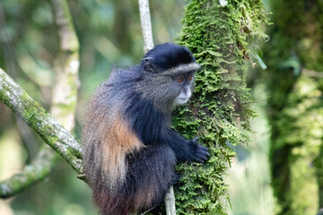Golden monkey uganda