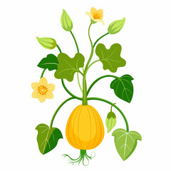 Floral Squash Plant Vector Art