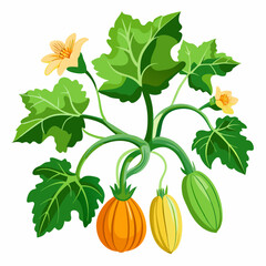 Floral Squash Plant Vector Art