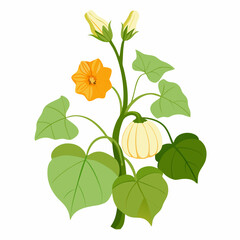 Floral Squash Plant Vector Art