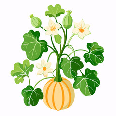 Floral Squash Plant Vector Art