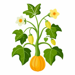 Floral Squash Plant Vector Art