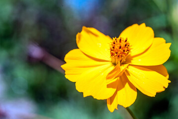 sulfur cosmos