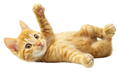 PNG Playful orange kitten waving paw