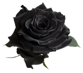 Elegant black rose flower