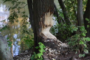 A tree gnawed by beavers on the riverbank