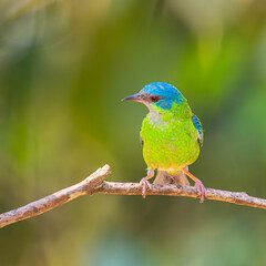 Saí-Azul fêmea (Dacnis cayana), em uma reserva ambiental.