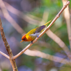 Saíra-Ferrugem (Hemithraupis ruficapilla) em uma reserva ambiental.