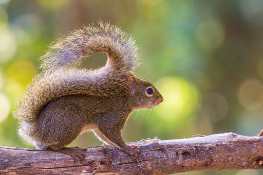Esquilo alimentando-se de frutas em um comedouro. 
