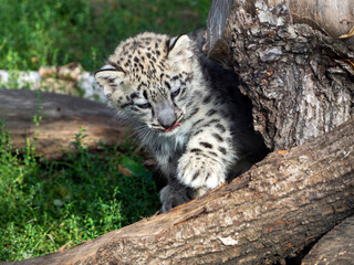 A snow leopard cub touches something on a log with its paw. Natural background with a cute baby animal near a tree.