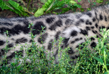The pattern and texture of the fur of a snow leopard cub. The cub hid in the grass. Close-up.