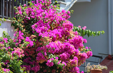 Beautiful bougainvillea plant in garden