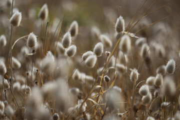 Close up of Hare's tall grass (Lagurus ovatus)